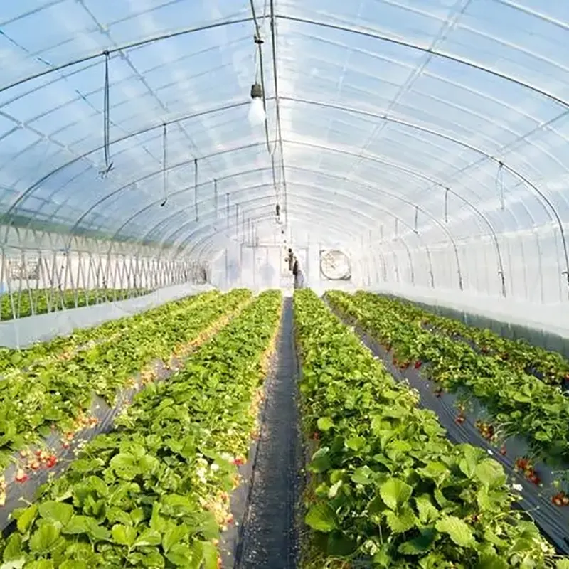 Dubbel-stål ram rund båge Solar Greenhouse