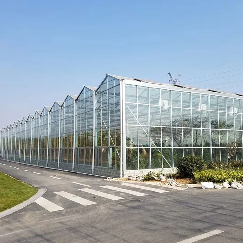 Solid PC Plate Multi-Span Greenhouse