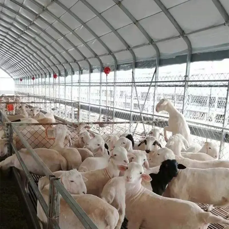 Livestock And Poultry Breeding Shed