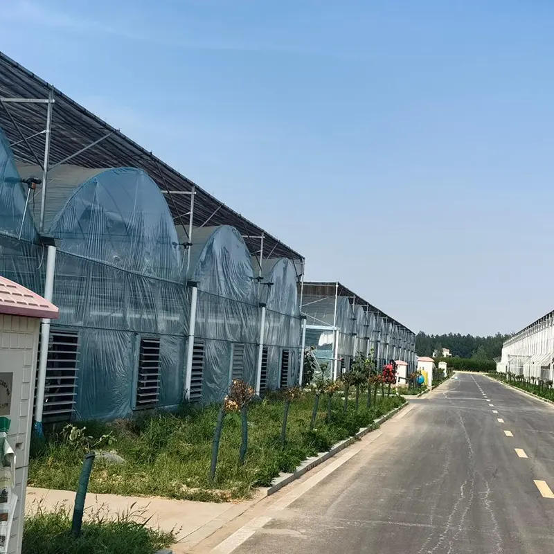 Single-layer Film Multi-span Greenhouse