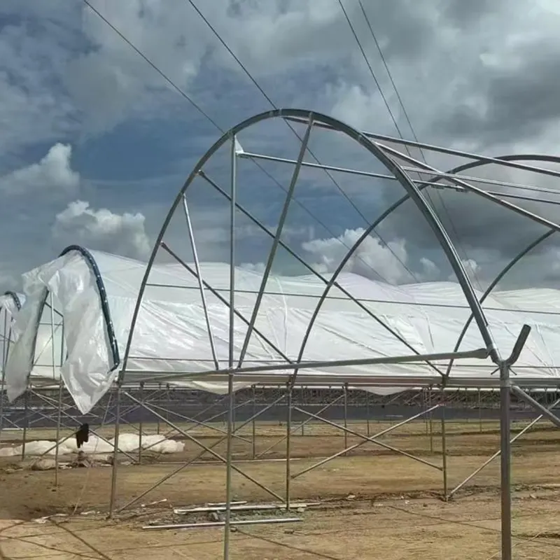 Medium-Span Round-Arch Multi-Span Växthus