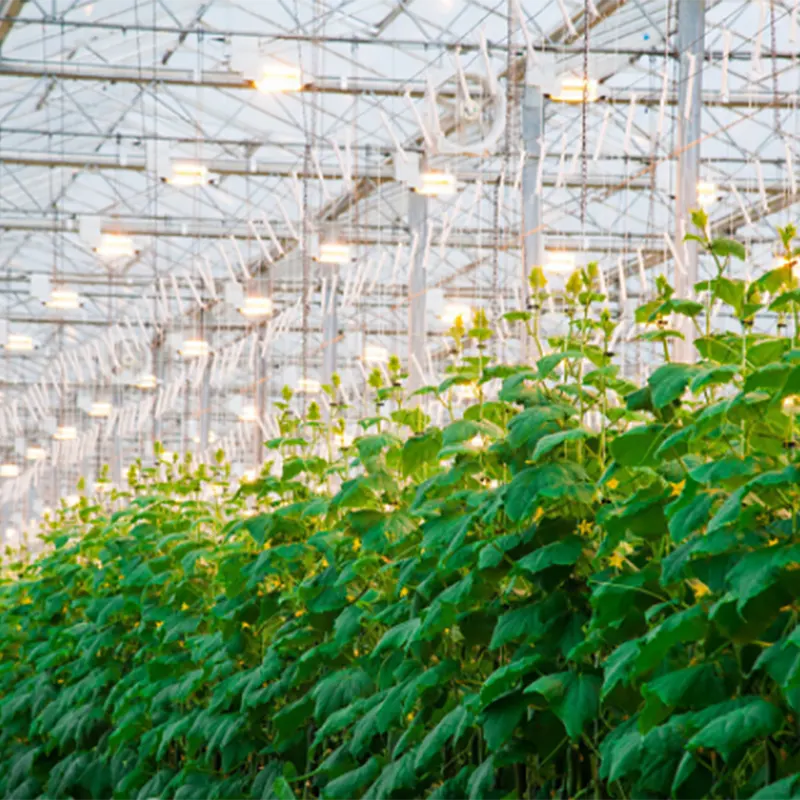 Single-Slope Venlo-Type Multi-Span Greenhouse