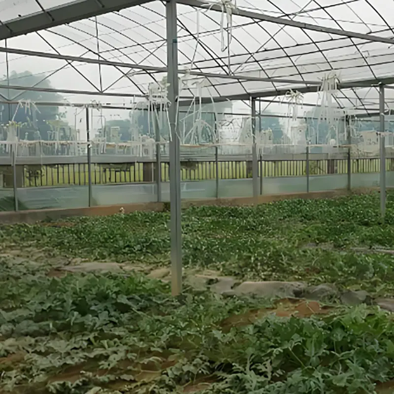 Enkelspann vattenmelon fröplanta växthus